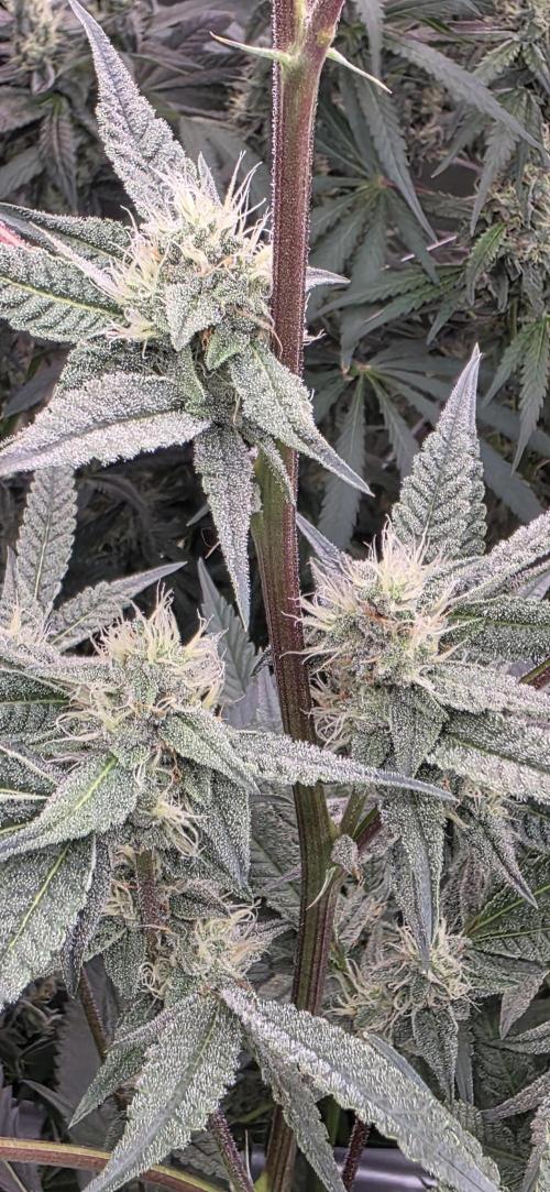 Jelly Donutz. Week 13