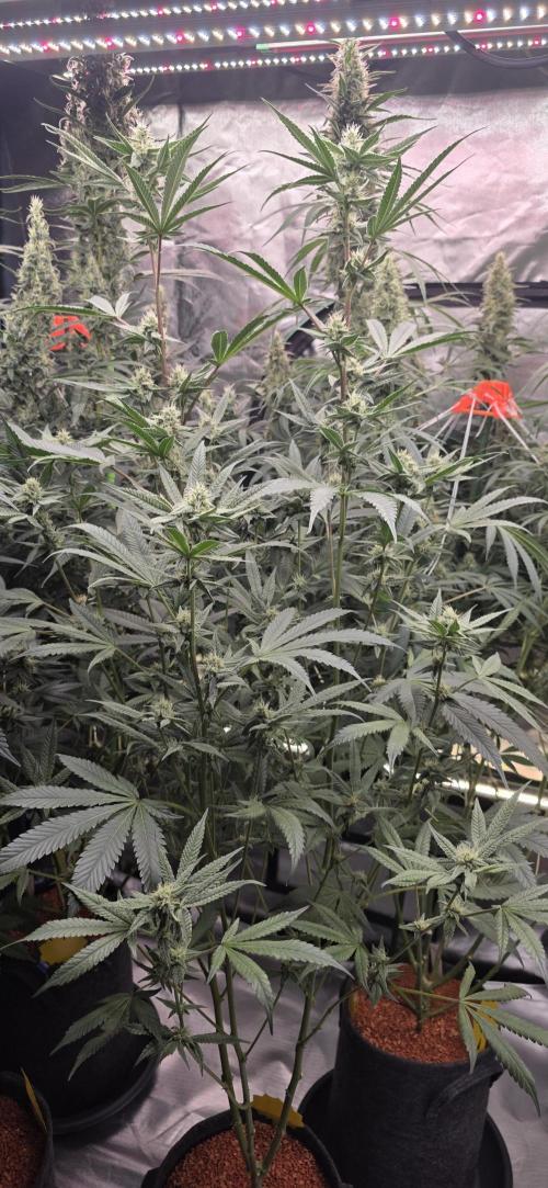 Jelly Donutz. Week 13