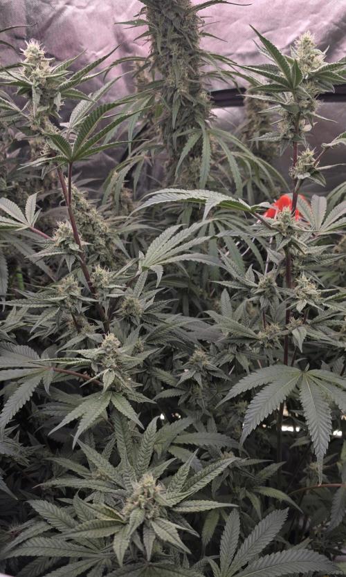 Jelly Donutz. Week 13