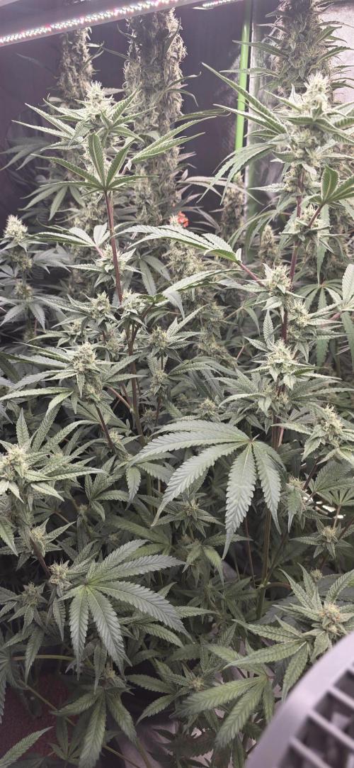 Jelly Donutz. Week 13