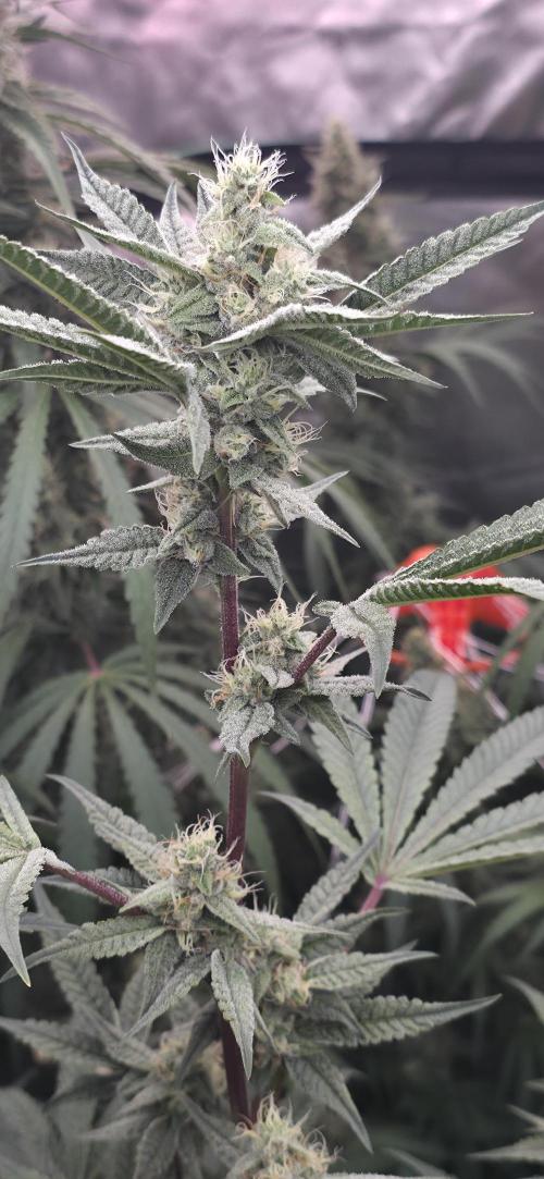 Jelly Donutz. Week 13