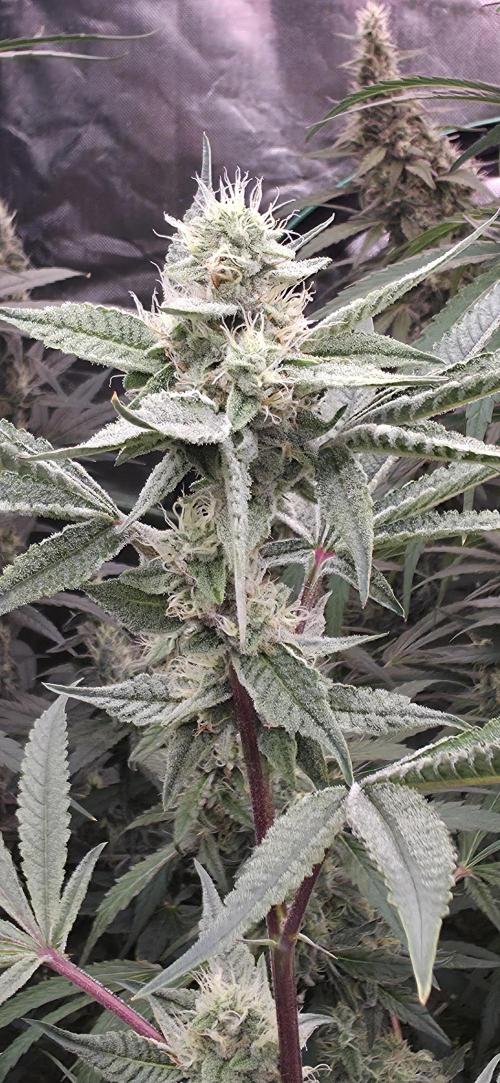 Jelly Donutz. Week 13