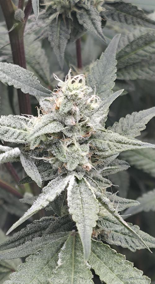 Jelly Donutz. Week 13