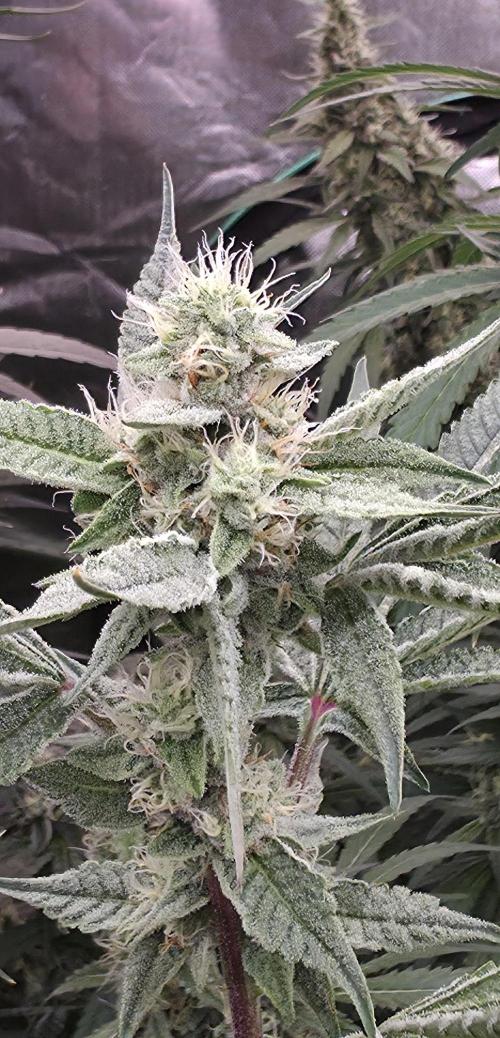 Jelly Donutz. Week 13