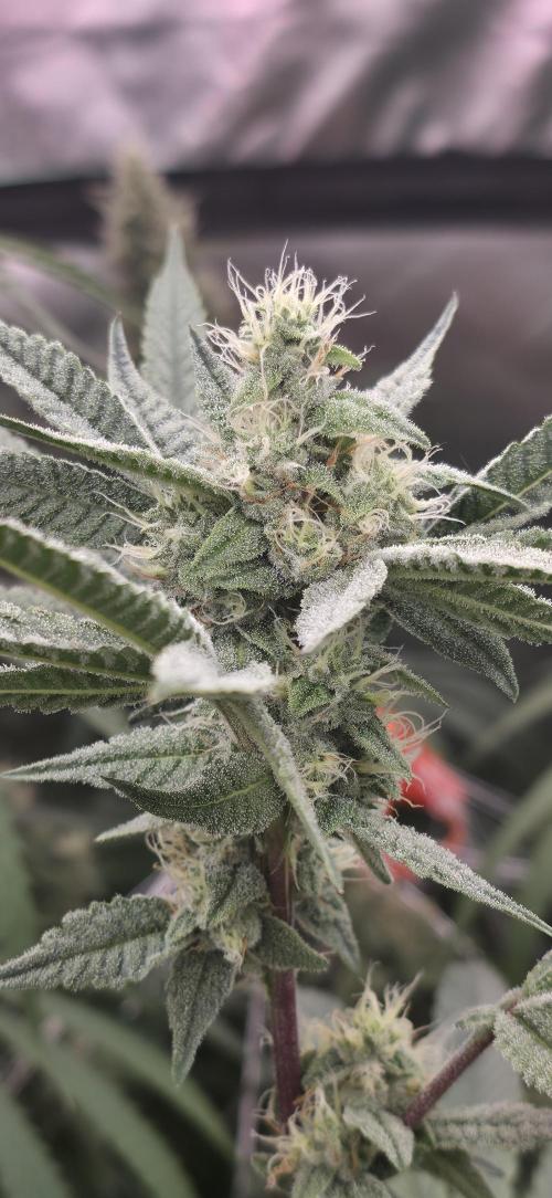 Jelly Donutz. Week 13