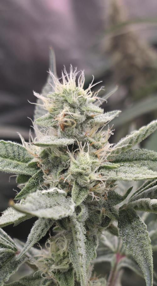 Jelly Donutz. Week 13
