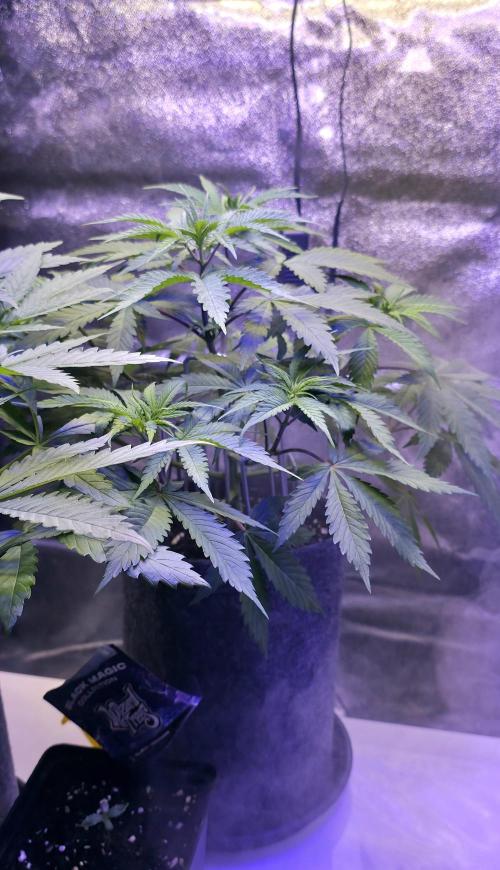 Tropicanna Poison F1 FF. Week 5