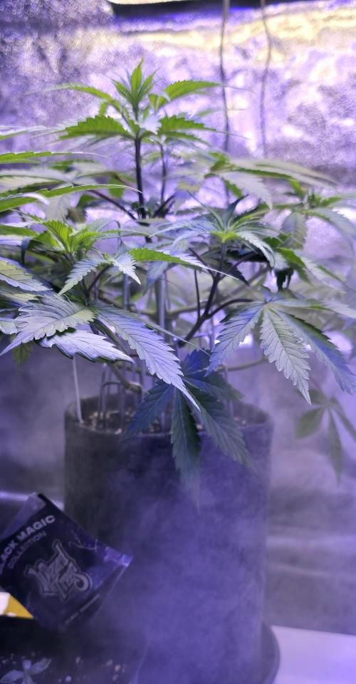 Tropicanna Poison F1 FF. Week 5