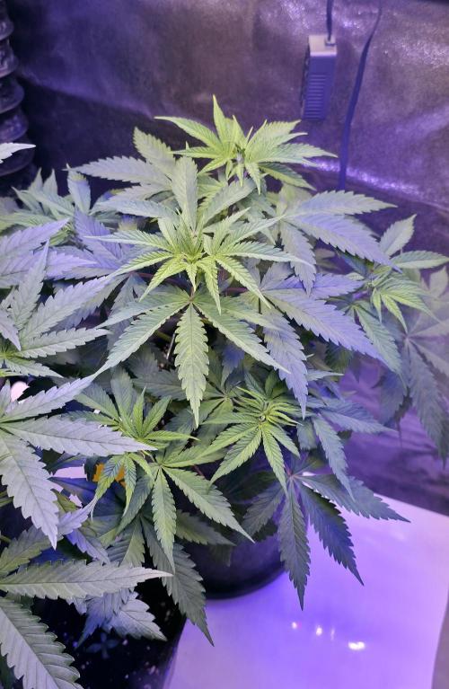 Tropicanna Poison F1 FF. Week 5