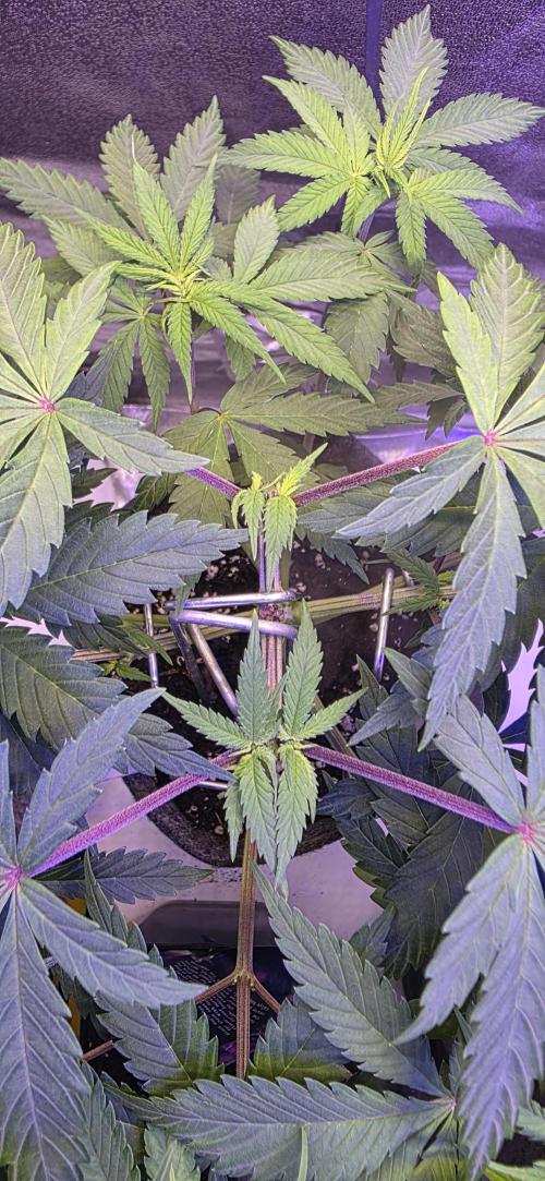 Tropicanna Poison F1 FF. Week 5