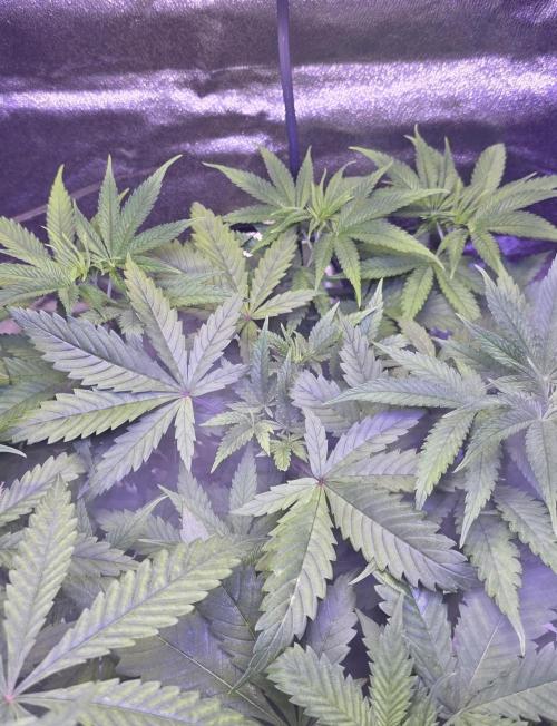 Tropicanna Poison F1 FF. Week 5
