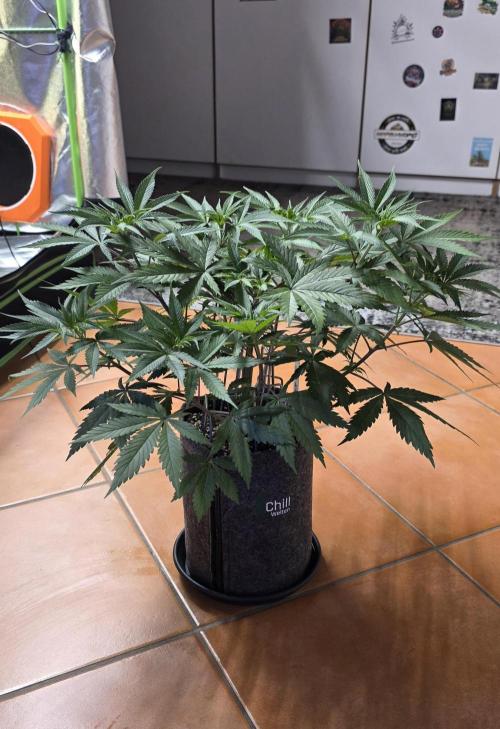 Tropicanna Poison F1 FF. Week 6