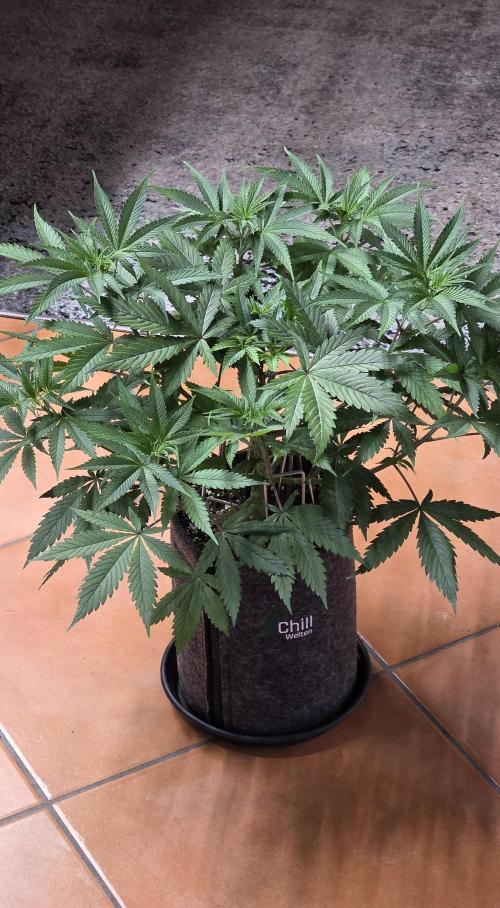 Tropicanna Poison F1 FF. Week 6