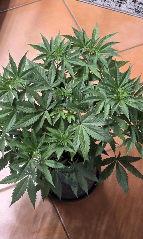 Tropicanna Poison F1 FF. Week 6
