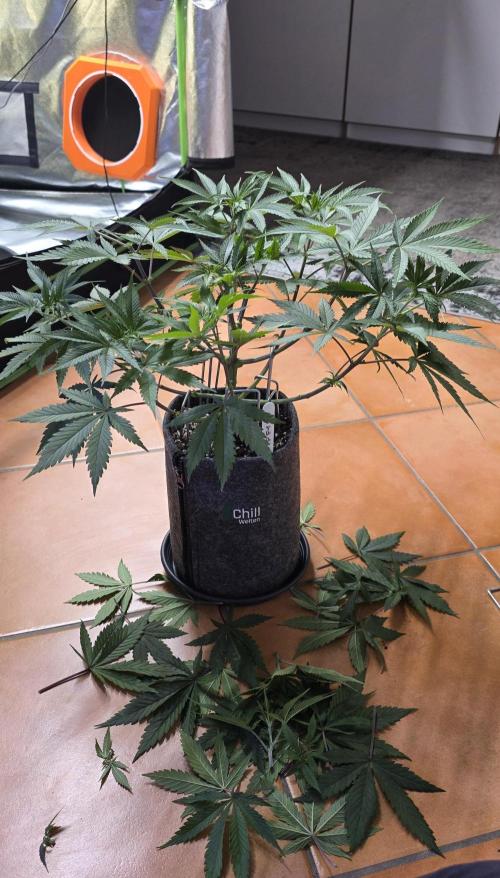 Tropicanna Poison F1 FF. Week 6