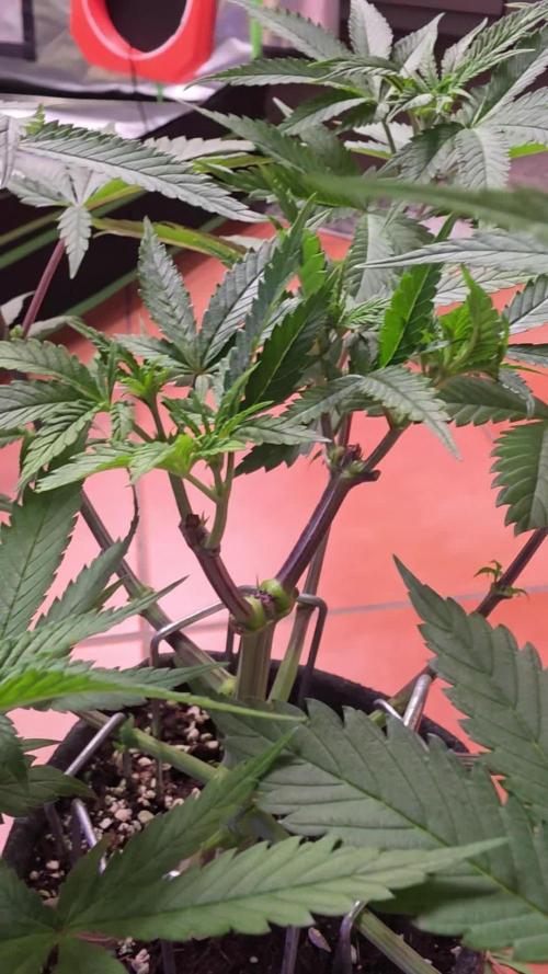 Tropicanna Poison F1 FF
