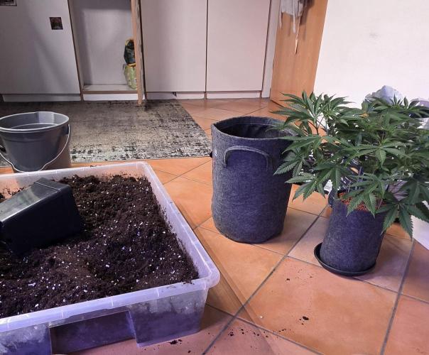 Tropicanna Poison F1 FF. Week 6