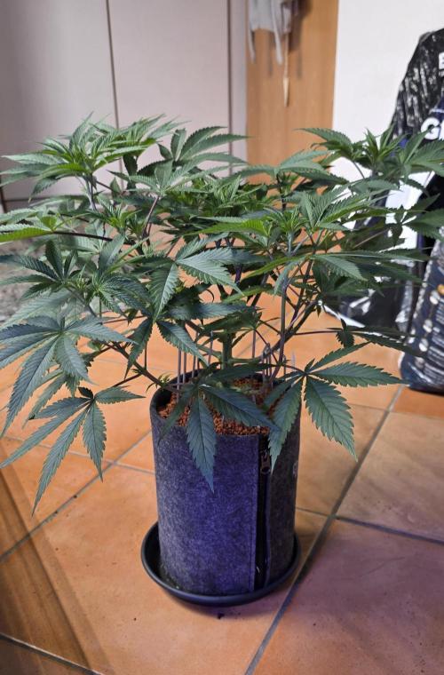 Tropicanna Poison F1 FF. Week 6