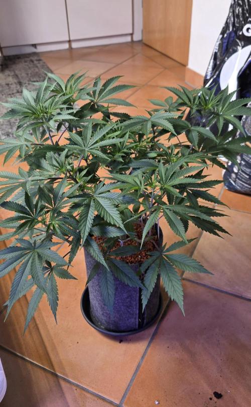 Tropicanna Poison F1 FF. Week 6