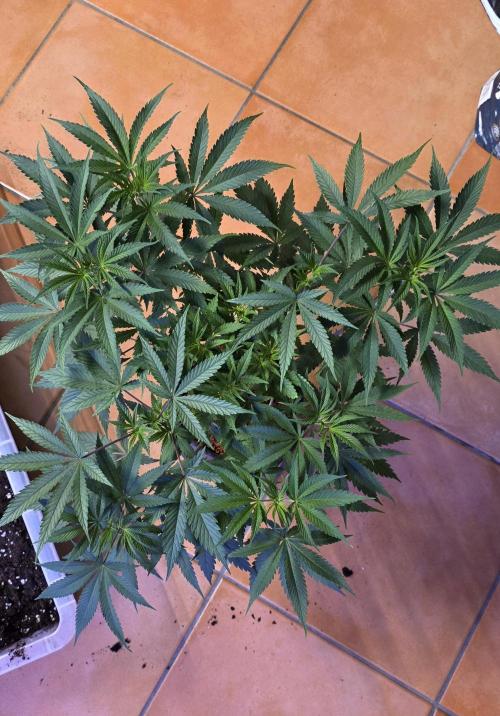 Tropicanna Poison F1 FF. Week 6