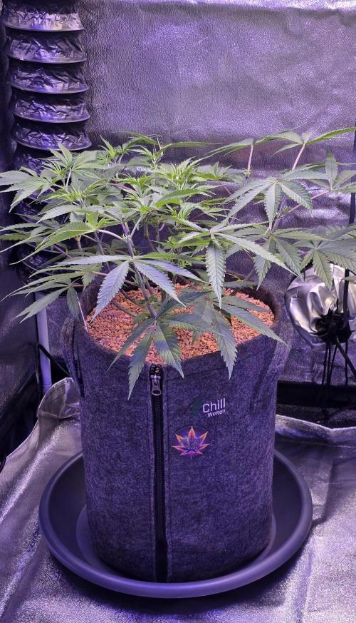 Tropicanna Poison F1 FF. Week 6
