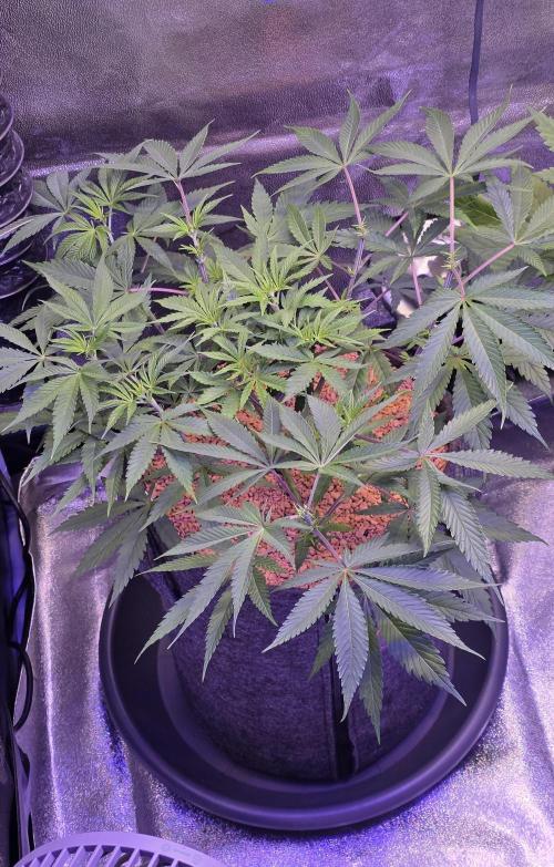 Tropicanna Poison F1 FF. Week 6