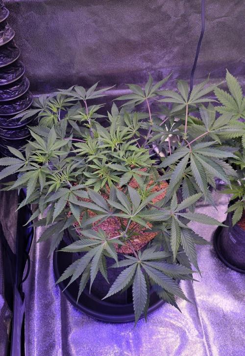 Tropicanna Poison F1 FF. Week 6