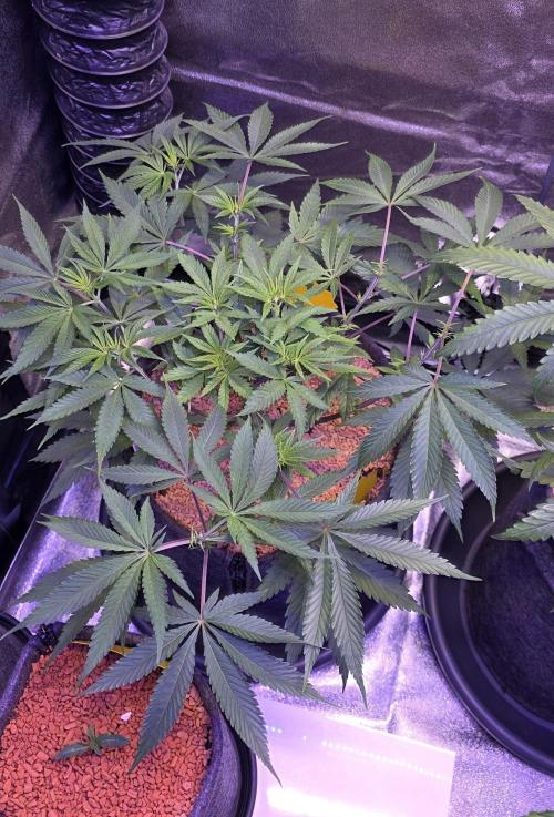 Tropicanna Poison F1 FF. Week 6