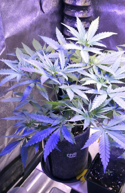 Brain Dead X Zazul. Week 5