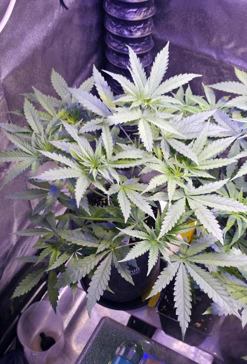 Brain Dead X Zazul. Week 5