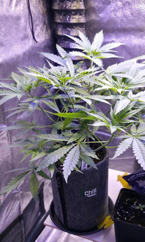 Brain Dead X Zazul. Week 5