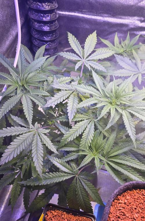 Brain Dead X Zazul. Week 5