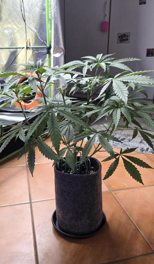 Brain Dead X Zazul. Week 6