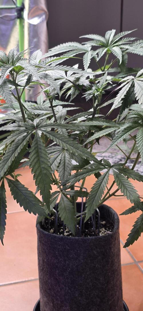 Brain Dead X Zazul. Week 6