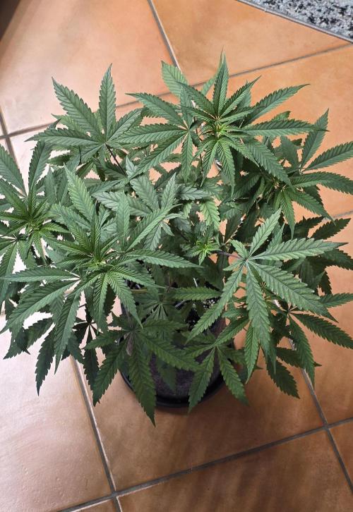 Brain Dead X Zazul. Week 6