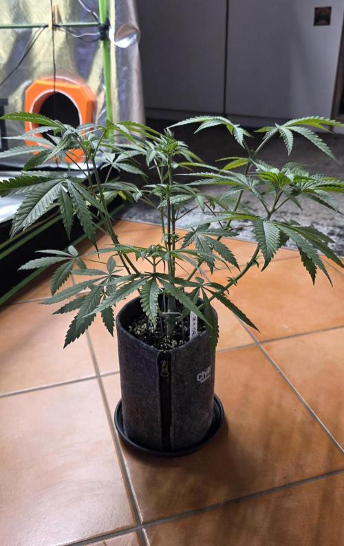 Brain Dead X Zazul. Week 6