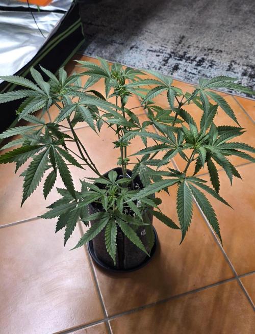 Brain Dead X Zazul. Week 6