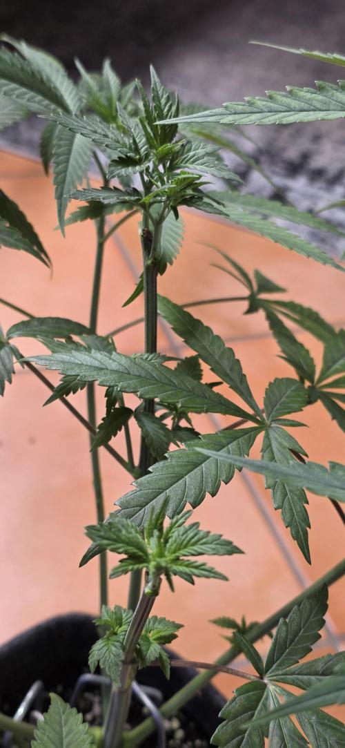 Brain Dead X Zazul. Week 6