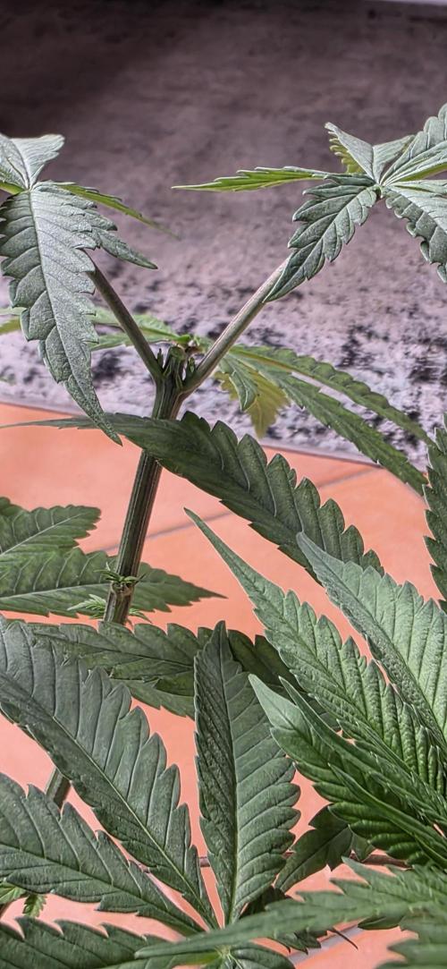 Brain Dead X Zazul. Week 6