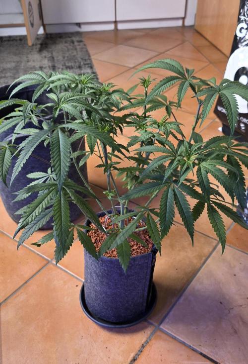 Brain Dead X Zazul. Week 6