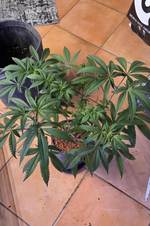 Brain Dead X Zazul. Week 6