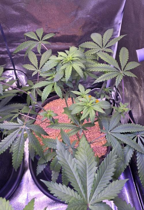 Brain Dead X Zazul. Week 6