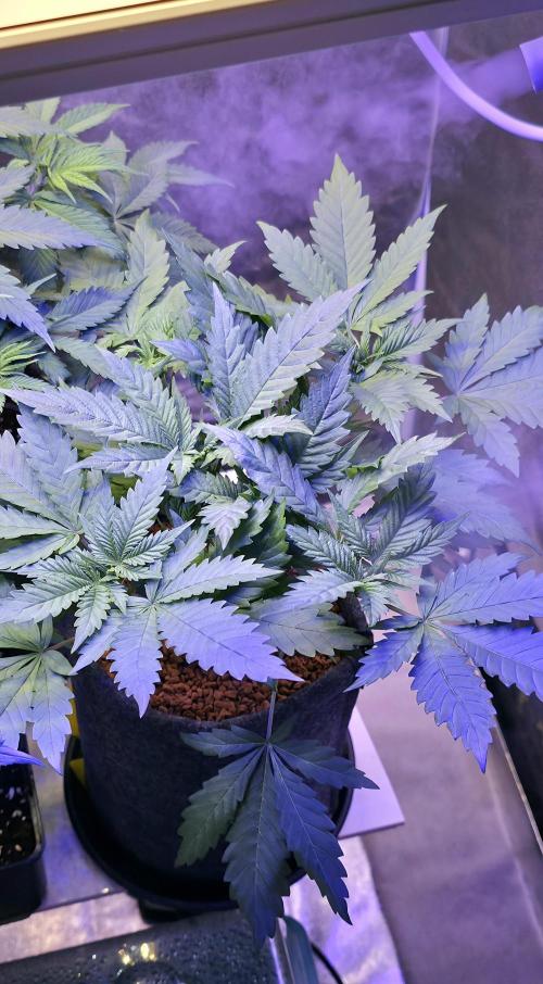 ONE LOVE Bob Marley Edition. Week 5