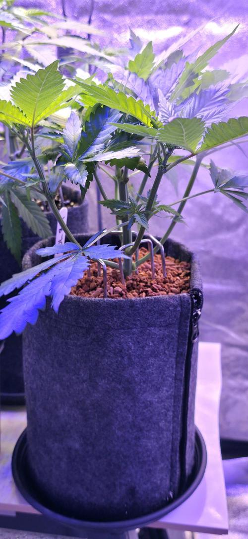 ONE LOVE Bob Marley Edition. Week 5