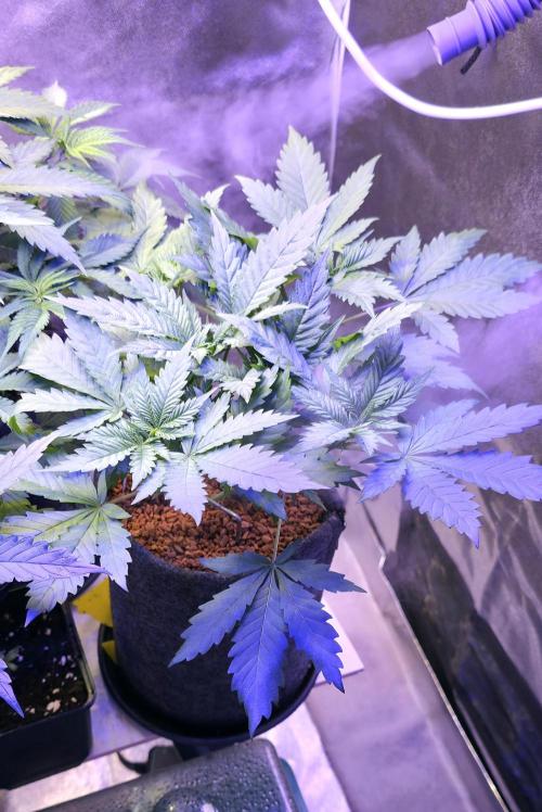 ONE LOVE Bob Marley Edition. Week 5