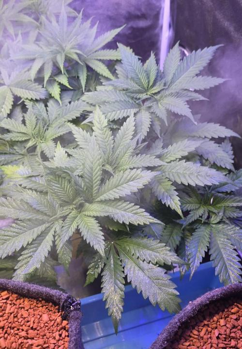 ONE LOVE Bob Marley Edition. Week 5