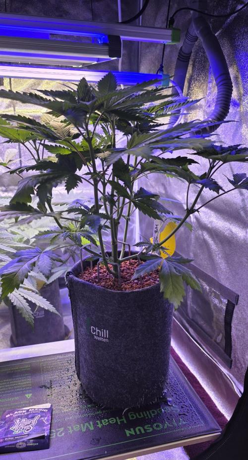 ONE LOVE Bob Marley Edition. Week 6