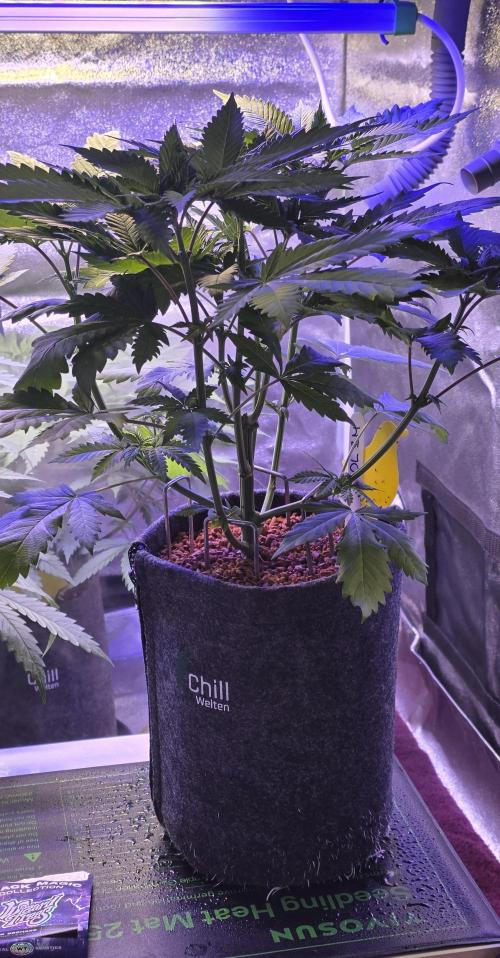 ONE LOVE Bob Marley Edition. Week 6