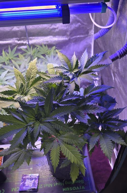 ONE LOVE Bob Marley Edition. Week 6