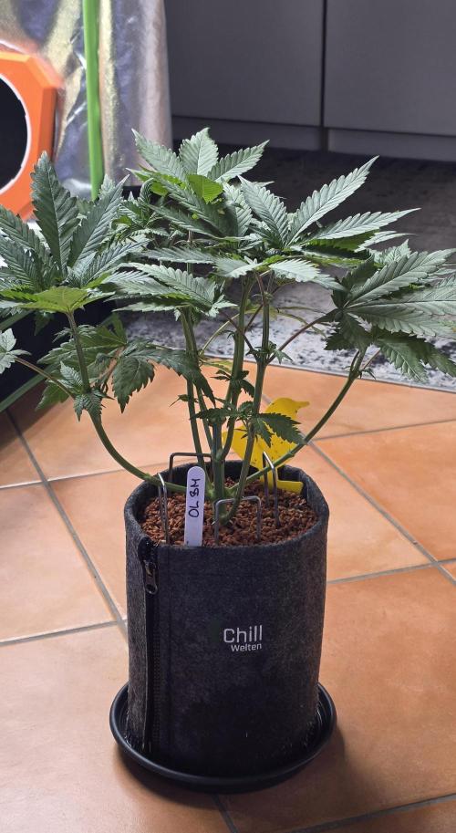 ONE LOVE Bob Marley Edition. Week 6